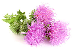 MARIENDISTEL MARIENDISTEL