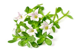 Bacopa monnieri Bacopa monnieri